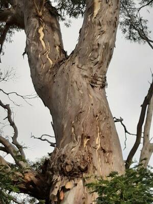 old Bluegum Tree